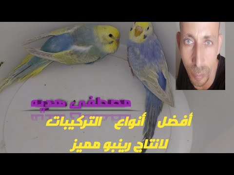 أفضل أنواع التركيبات لإنتاج قوس قزح مميز 