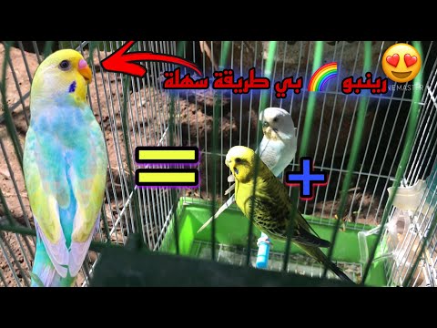 حصريا سر إنتاج Rainbow الذي يخفى عليك على يد المحترفين Rainbow Budgie منتج 2021 في المغرب RINBOW 