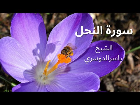 تلاوة بديعة مسترسلة من سورة النحل ترنم فيها الشيخ د ياسر الدوسري 