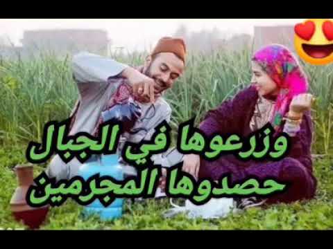 زرعوه في الجبال وحصده المجرمون 