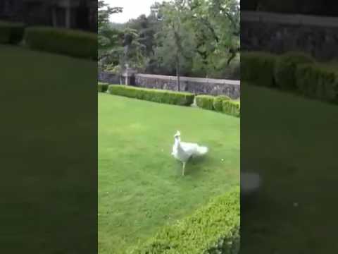 فيديو اكثر من رائع طاووس الصباح 