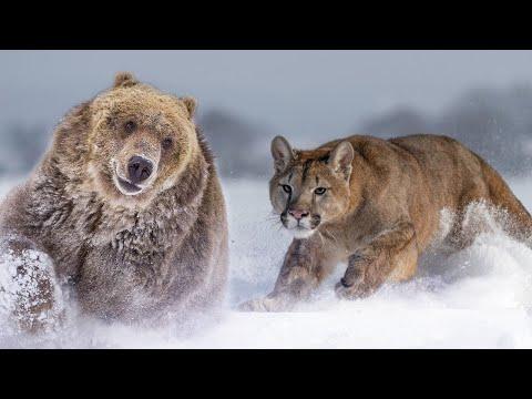 حتى الدب يخاف من هذا الحيوان المفترس أسد الجبال يهاجم الحيوانات 