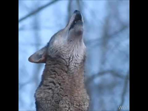 صوت الذئب 