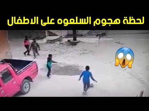 ظهور سلعوه في قنا تهاجم الاطفال 