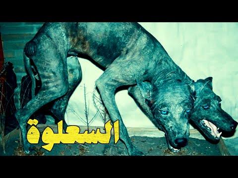 يعد الحيوان ذو الشعر الرمادي من أخطر الحيوانات المفترسة في شبه الجزيرة العربية 