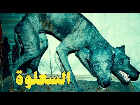 السعلوة حيوان الشيب اخطر الحيوانات المفترس في الجزيرة العربية 
