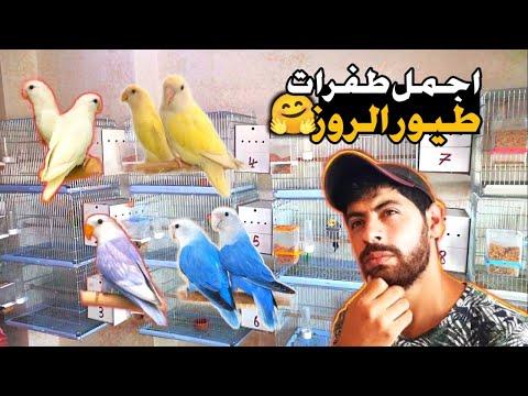 أهم الصفات الوراثية لطيور الورد: سلسلة طفرات الورد 1 