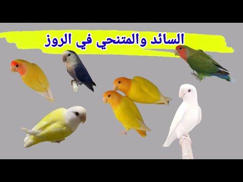 مبادئ الوراثة السائد والمتنحي في طيور الروز 