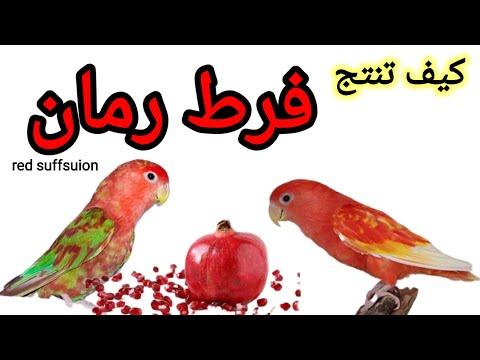 كل شيء عن طيور الحب الحمراء Suffsuion، روز فيشر غندورة، كل شيء عن طيور الحب Red Suffsuion 