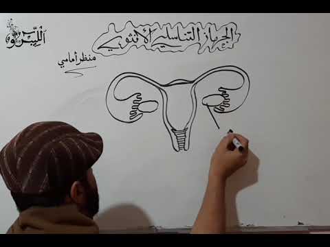 أسهل طريقة لرسم الجهاز التناسلي الأنثوي، علم الأحياء 3 