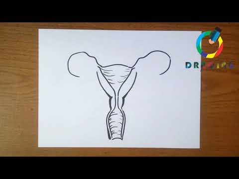 How To Draw Female Reproductive System كيفية رسم الجهاز التناسلي للأنثى 