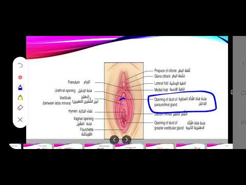 مراجعة تشريحية للجهاز التناسلي الأنثوي 