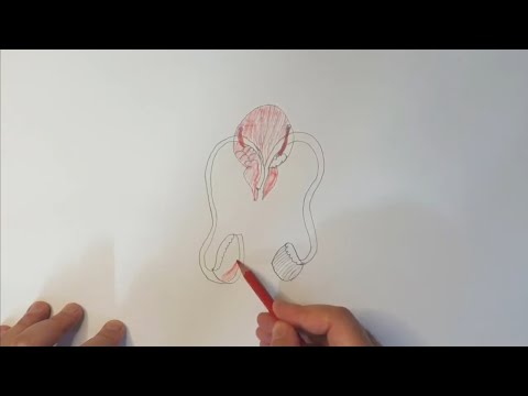 طريقة رسم الجهاز التناسلي الذكري مع التأشير والتلوين احياء الصف الثالث المتوسط Drawing 