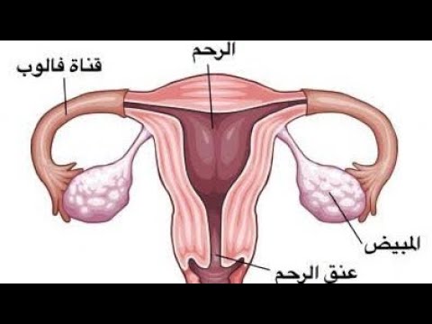 رسم الجهاز التناسلي الأنثوي في الإنسان فصل التكاثر احياء ٣ث 