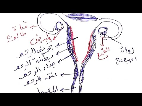 تعليم الجهاز التناسلي الأنثوي كيفية الرسم 