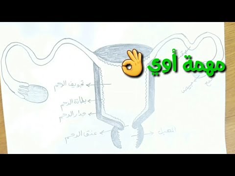 رسم للجهاز التناسلي الأنثوي البشري، منظر أمامي 