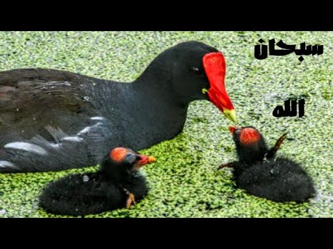 لحظة اطعام فرخة الغيط الكيشة صغارها سبحان الله Water Chicken 