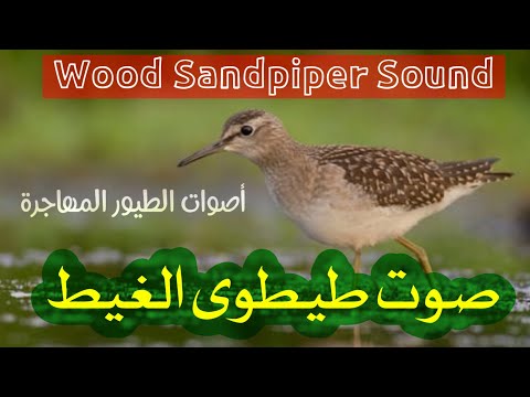 صوت طيطوى الغيط زنزوني Wood Sandpiper Sound 