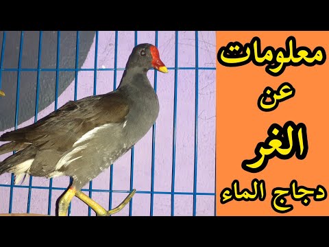 معلومات عن طائر الغر 