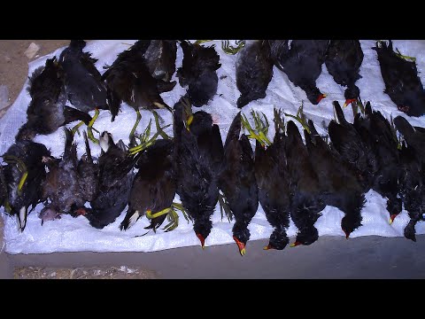 مجزرة فراخ المياة Chick Water Hunting Massacre 