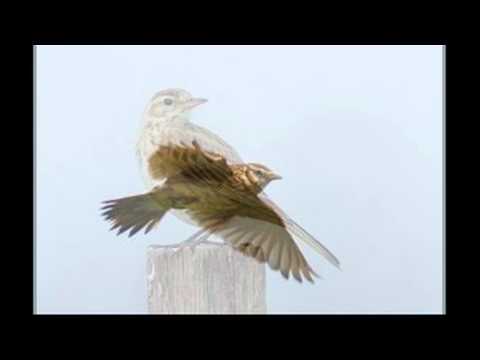 Eurasian Skylark Alauda Arvensis Sound صوت قنبرة الغيط مطوق 