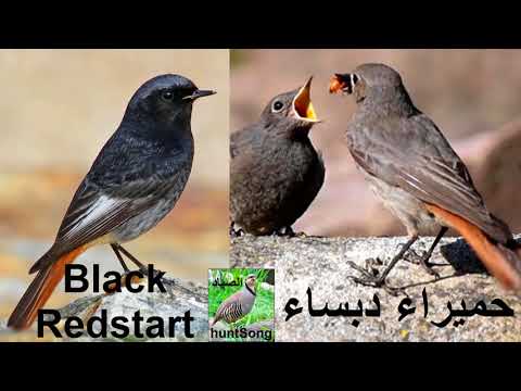 صوت حميراء دبساء فرخ السمن Song Call Black Redstart 