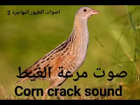 صوت مرعة الغيط Corn Crake Sound 
