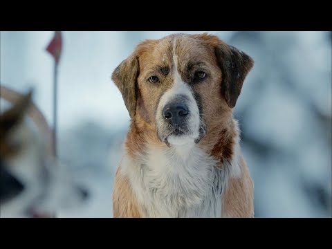 كلب قوى وضخم بيقدر ينقذ راجل عجوز و يسيطر على قطيع ذئاب كامل لوحده ملخص فيلم The Call Of The Wild 