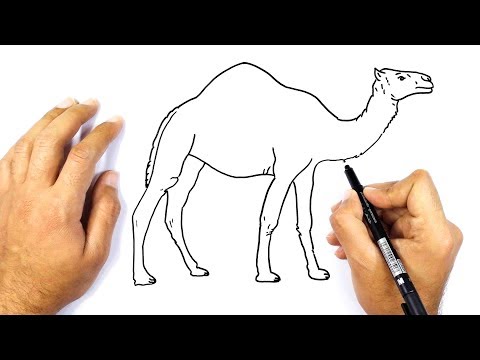 رسم جمل خطوة بخطوة للمبتدئين كيف ترسم جمل تعليم الرسم 