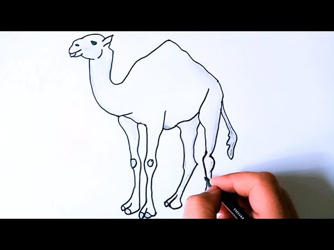 طريقه رسم الجمل خطوه بخطوه للمبتدئين كيف ترسم جمل تعليم رسم جمل رسم جمل 