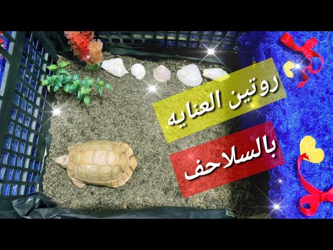 تنظيف بيت السلاحف معلومات هامة عن تربية السلاحف 