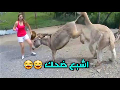 اضحك من قلبك وانسى همومك رفس حمار مواقف مضحكة ضحك 