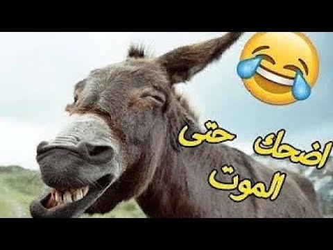 حاول ألا تموت من الضحك، أفضل فيديو مضحك جدا، اضحك حتى الموت 10 