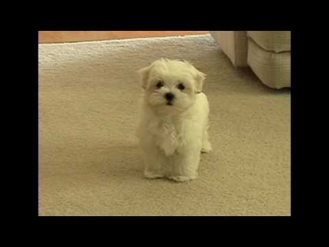 Cute Maltese Puppy Dog Barking At Funny Small Cat Animal Toy Little Puppies Playing Bark Voice 