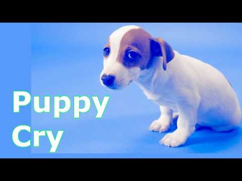 Puppy Crying Sound Dog Crying Sound Effect To Stimulate Your Dog 