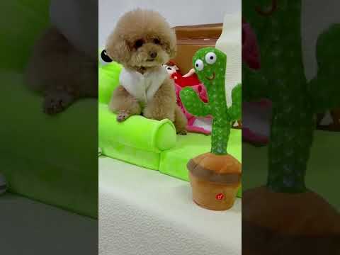 Small Dog Barking Sounds Funny نباح كلب صغير مضحك جدا 