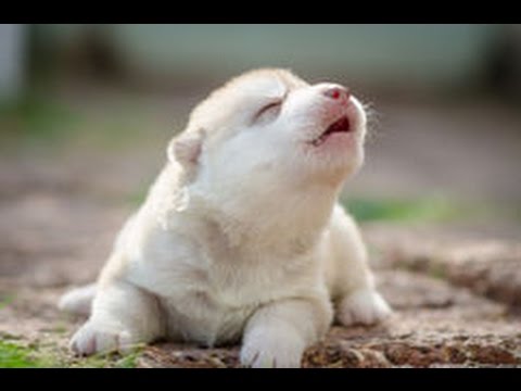 Cute Puppies Howling Compilation 2016 Cuteness Overload 