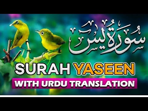 Surah Yaseen Yasin With Urdu Translation Full Episode 24 Daily Quran Recitation Yt Mosaheemofficial 