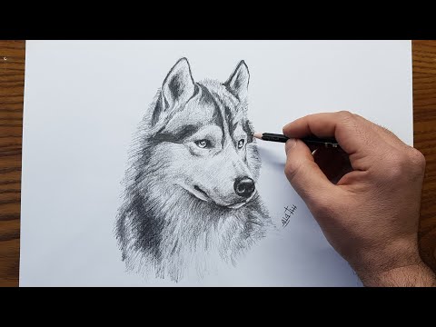 طريقة رسم الذئب Wolf Head Drawing Step By Step 