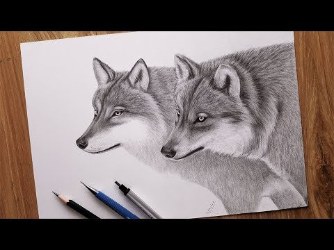 كيفية رسم ذئاب باقلام الرصاص رسم ذئب 