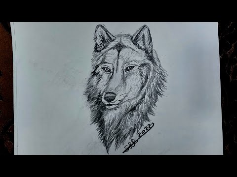 تعلم الرسم بالرصاص من الصفر طريقة رسم ذئب Mosh Drawing 