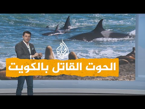 شبكات الحوت القاتل يرعب الكويتيين بعد ظهوره في البحر 