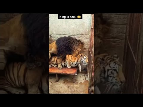 تزاوج الأسد مع النمر أسد يقع في حب أنثى النمر شورت Animal2022 Animalafrica 