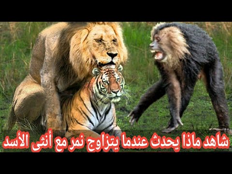 شاهد ماذا يحدث عندما يتزاوج أسد مع أنثى النمر الحيوانات تهاجمهم من كل جهة 