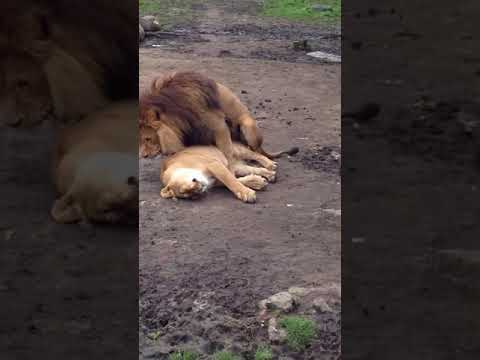 تكاثر الاسد مع اللبوة Breeding A Lion With A Lioness 