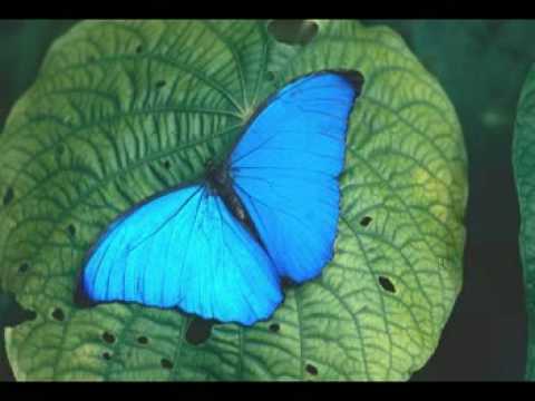 Paul Mauriat Butterfly 