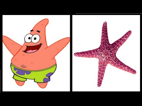 شخصيات سبونج بوب في الحقيقة Spongebob Characters In Real Life 