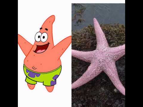 Spongebob Characters In Real Lifeشخصيات سبونج بوب فالحقيقة 