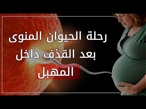 رحلة الحيوان المنوي بعد القذف إلى المهبل إلى تخصيب البويضة والحمل، فيلم قصير 