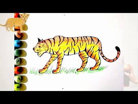 تعلم رسم نمر بطريقه سهله رسومات سهله للاطفال و المبتدئين رسم حيوانات و طيور Tiger 